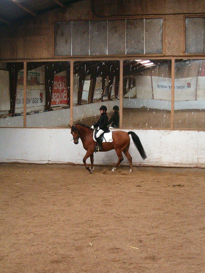 Welsh Pony (sec B) Palør Welsh - Områdemesterskab i hadsund:) billede 5