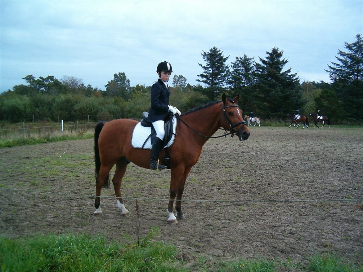 Welsh Pony (sec B) Palør Welsh - Stævne i Sæby:) billede 6