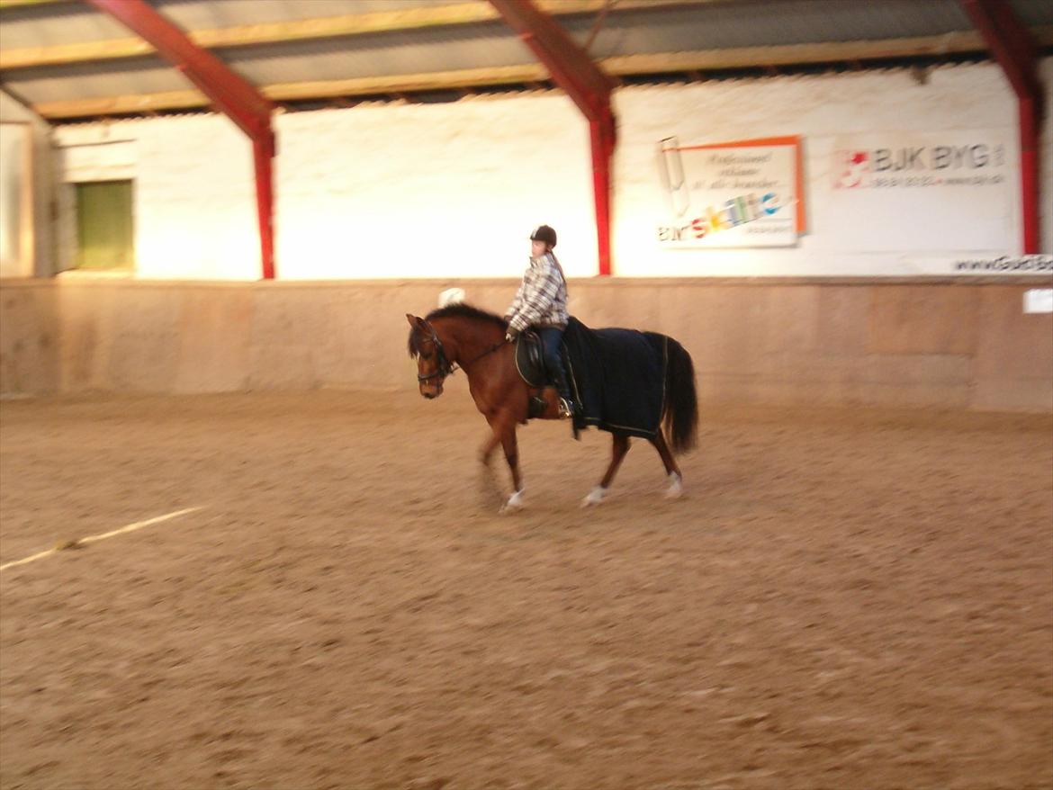 Welsh Pony (sec B) Palør Welsh - Træning i Dronninglund:) billede 8