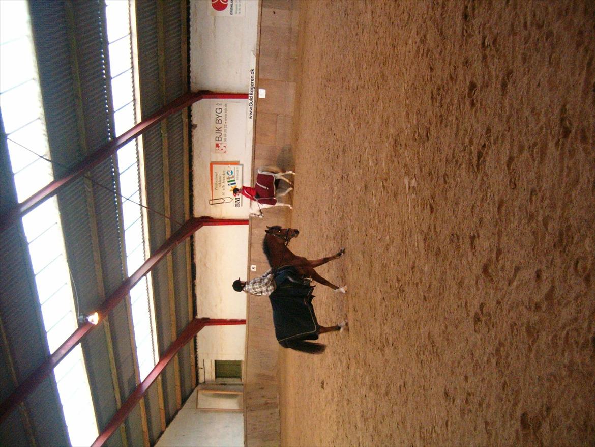 Welsh Pony (sec B) Palør Welsh - Træning i Dronninglund:) billede 9