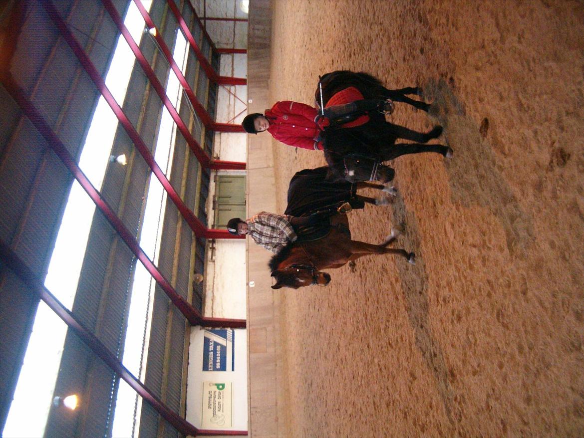 Welsh Pony (sec B) Palør Welsh - Træning i Dronninglund:) Vi skridter af med Line og Lance<3 billede 10