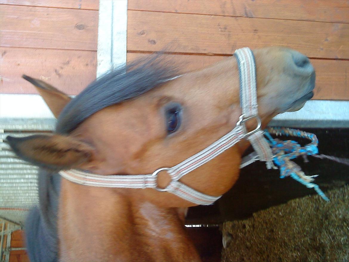 Welsh Pony (sec B) Palør Welsh - Palle ponyens søde hoved<3
 billede 7