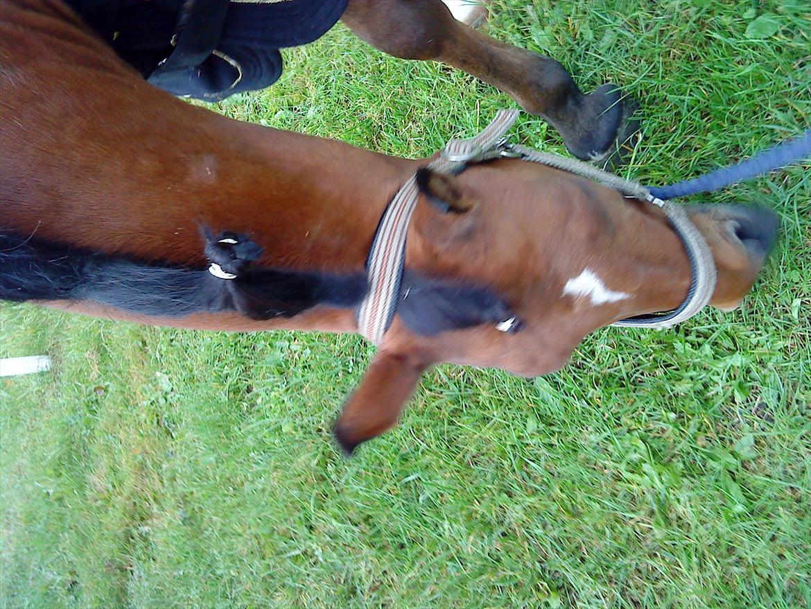 Welsh Pony (sec B) Palør Welsh - Stævne i Sæby:) billede 12