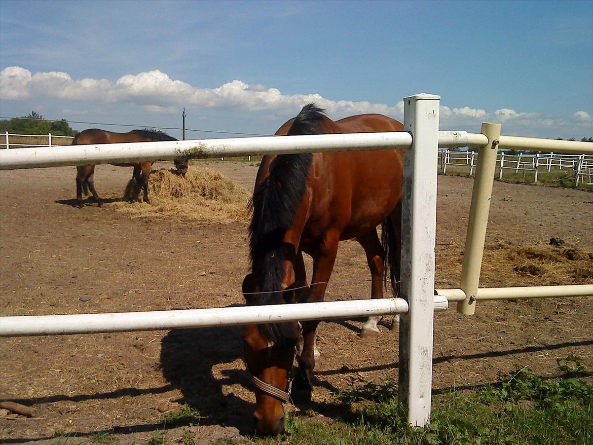 Welsh Pony (sec B) Palør Welsh - På fold:) billede 14