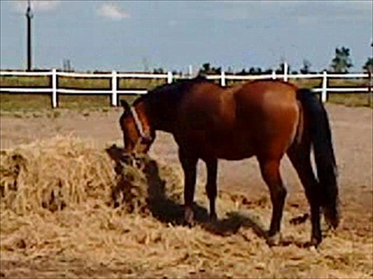 Welsh Pony (sec B) Palør Welsh - På fold:)
 billede 15