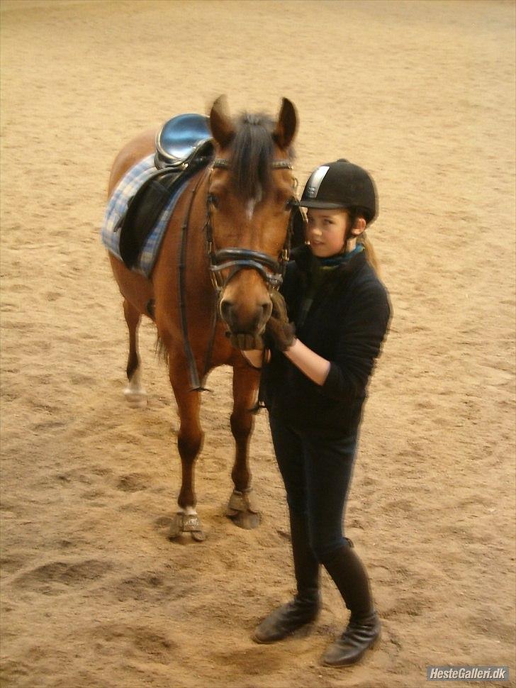 Welsh Pony (sec B) Palør Welsh - Mig og Palle ponyen:) billede 2