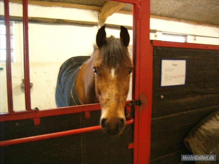 Welsh Pony (sec B) Palør Welsh - Velkommen til Palør` profil:) billede 1