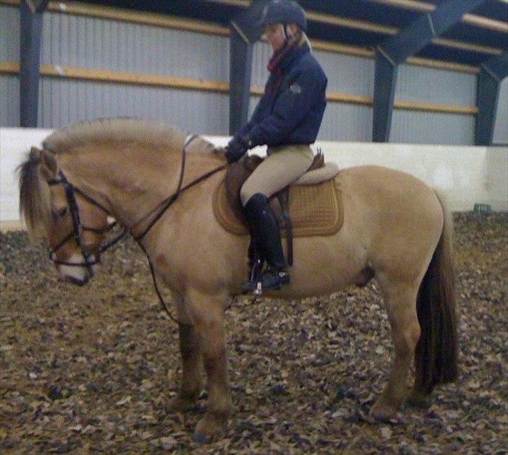 Fjordhest Gajol Møldrup billede 19