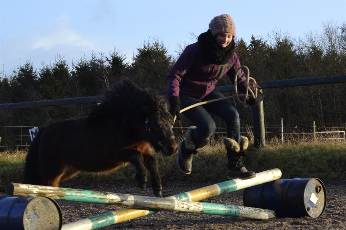 Shetlænder Bakkegaard's James *Jamie* - #3 Lille Jamie i hopla <3 Foto: TT-FOTO/FILM  billede 3