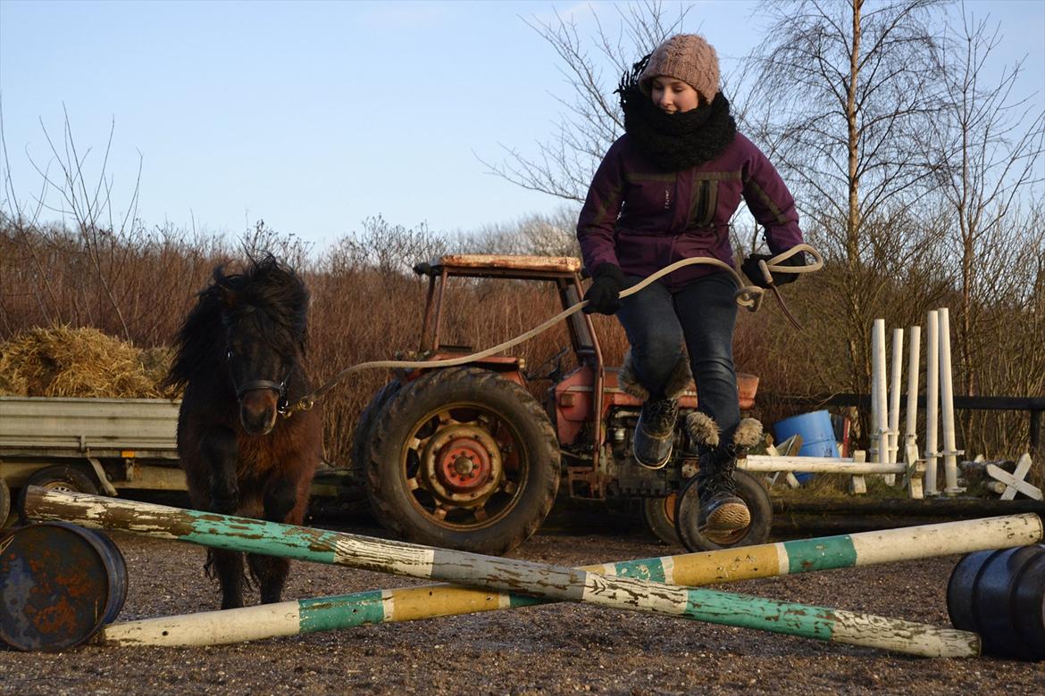Shetlænder Bakkegaard's James *Jamie* - #5 Hop høøøjt! :D Min glade pony <3 Foto: TT-FOTO/FILM  billede 5