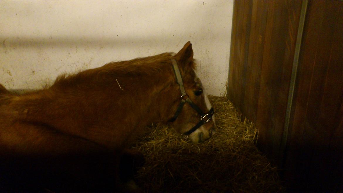 Lipizzaner †Sokrates Neapolitano† - Tano ligger ned :) billede 6