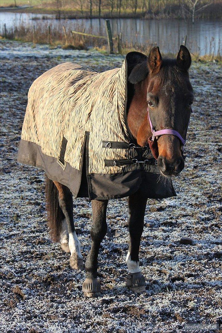 Traver Stella - Taget af dejlige Sofie billede 15