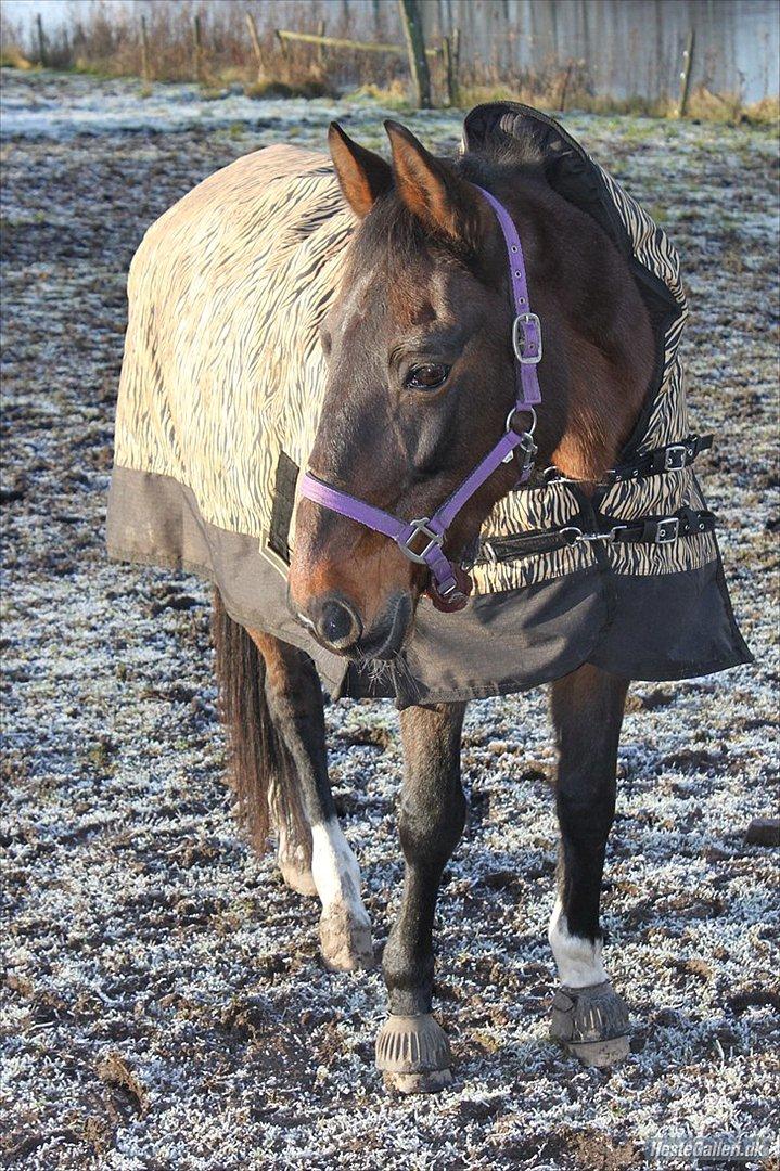 Traver Stella - Taget af dejlige Sofie billede 17