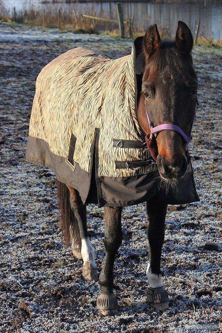 Traver Stella - Taget af dejlige Sofie billede 16