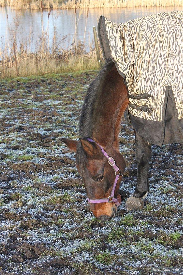 Traver Stella - Taget af dejlige Sofie billede 19