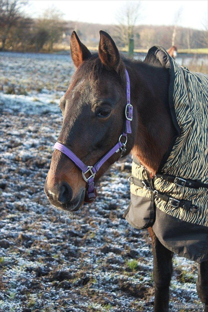 Traver Stella - Taget af dejlige Sofie billede 18