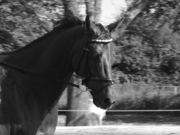 Dansk Varmblod SAM-SON ENSHØJ DV 792 RIP :-( - Smukke Smukke Sam-Son billede 15