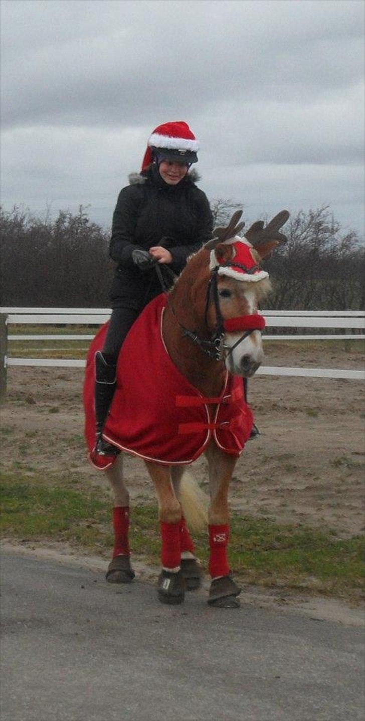 Haflinger WHISKY - Whisky som rensdyr - lidt sjov skal der også være til :D  billede 19