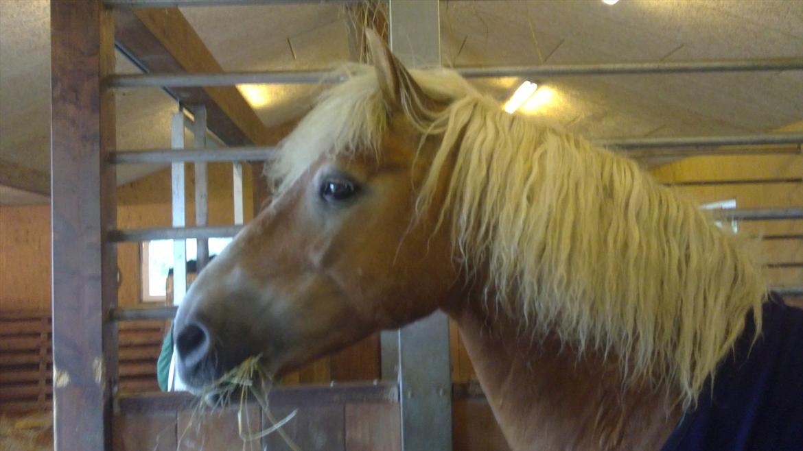 Haflinger WHISKY - Uanset hvad, så er det: Charme, Selvtillid og lækkert hår (: billede 16