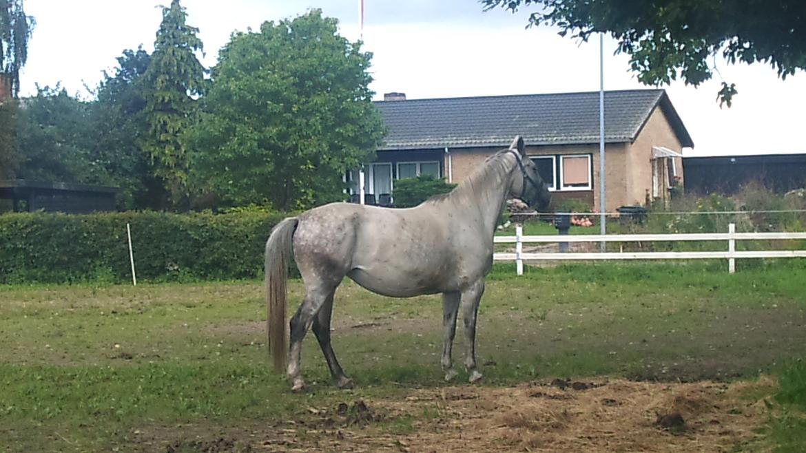 Polsk Varmblod mila billede 1