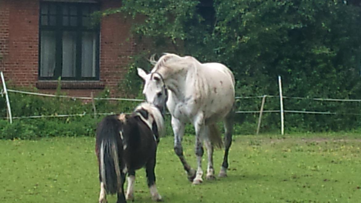 Polsk Varmblod mila billede 2