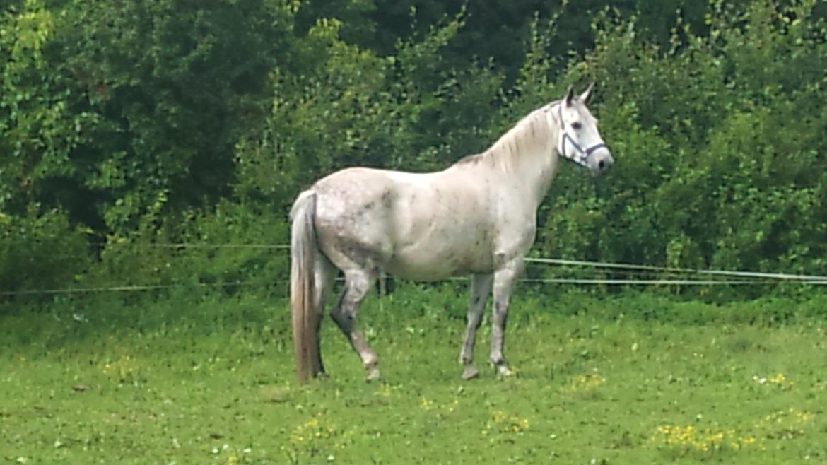 Polsk Varmblod mila billede 3