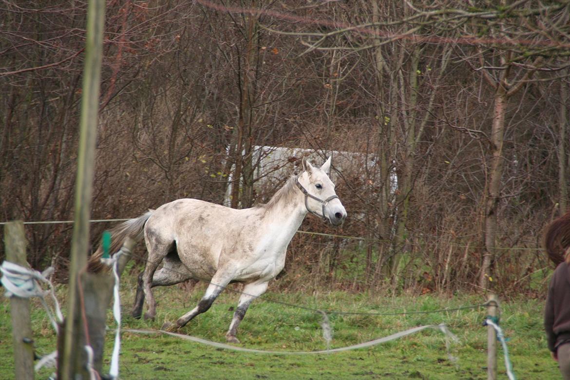 Polsk Varmblod mila billede 4