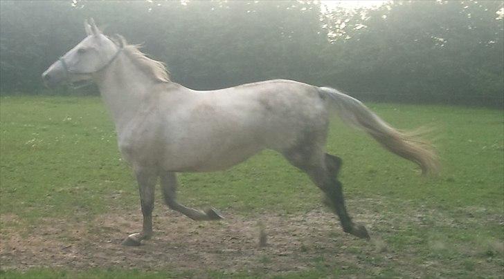 Polsk Varmblod mila billede 5