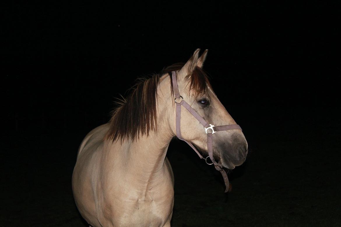 Anden særlig race Babette billede 14