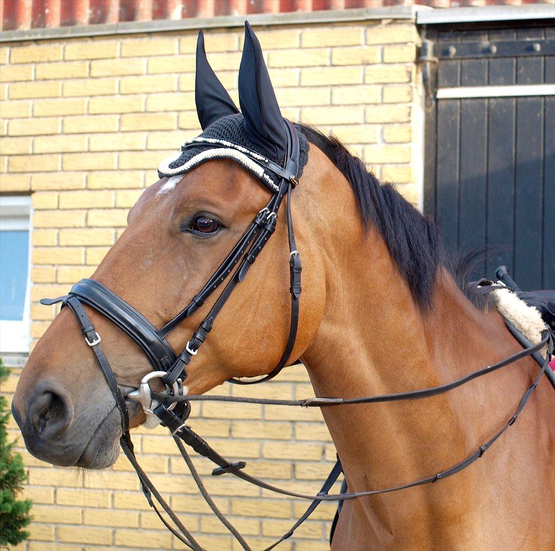 Anden særlig race Sunshine - Søde Solskin! 
Sommeren 2011. billede 16