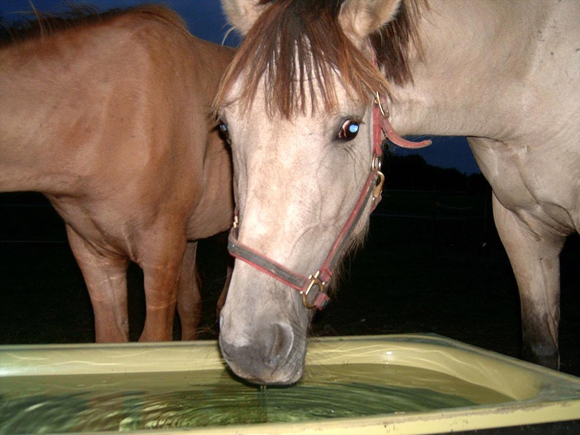 Anden særlig race Babette billede 17