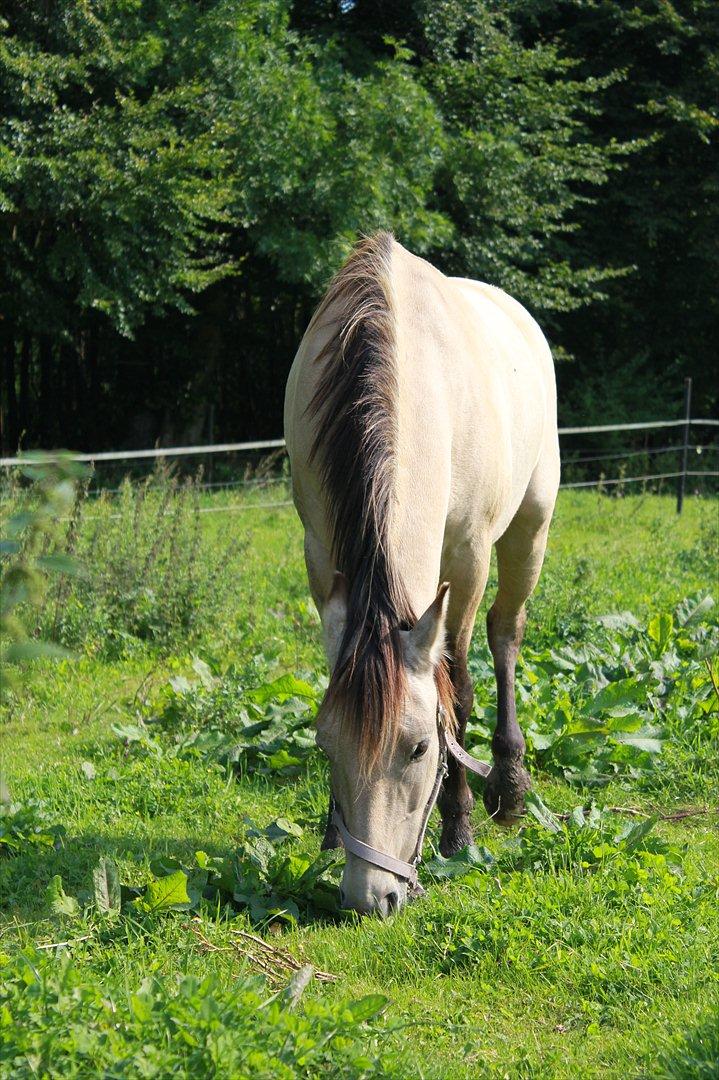 Anden særlig race Babette billede 2