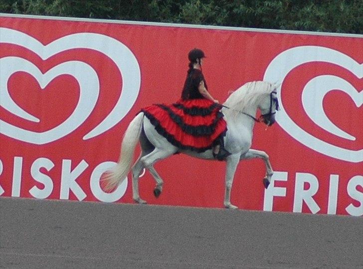 Cruzado boqueron - show på charlottenlund travbane 2010 billede 3