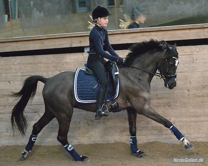 DSP Bjirmen's Hylke SPH 192 - Foto: Celina Berthelsen billede 8