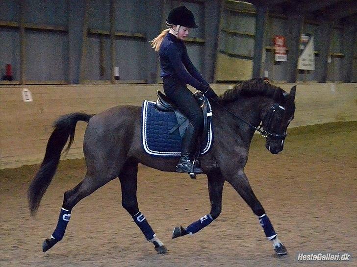 DSP Bjirmen's Hylke SPH 192 - Celina Berthelsen billede 9