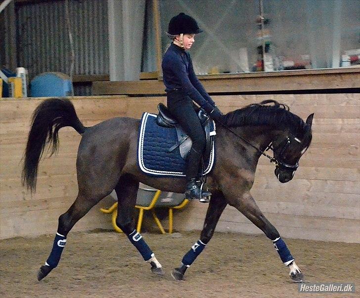 DSP Bjirmen's Hylke SPH 192 - Foto: Celina Berthelsen billede 11