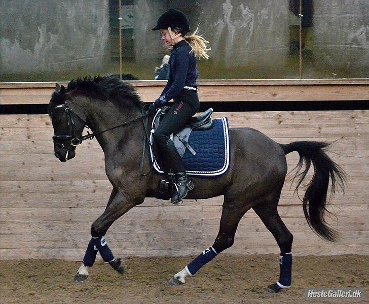 DSP Bjirmen's Hylke SPH 192 - Foto: Celina Berthelsen billede 10