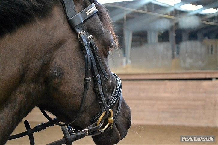 DSP Bjirmen's Hylke SPH 192 - Foto: Celina Berthelsen
Tak for du kiggede forbi min profil :o) billede 7