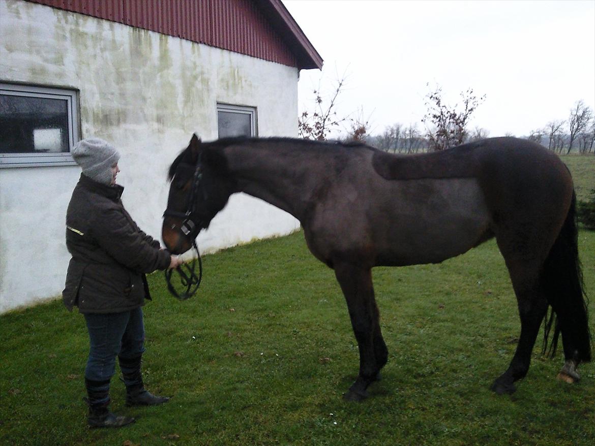 Dansk Varmblod lundbæks malou *solgt* - dec 2011 : nyklippet billede 9