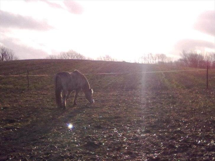 Fjordhest Lukas!<33 [SOLGT OG SAVNET :'(] billede 9