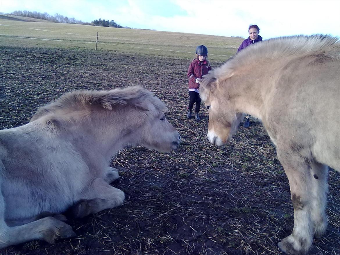 Fjordhest Lukas!<33 [SOLGT OG SAVNET :'(] billede 10