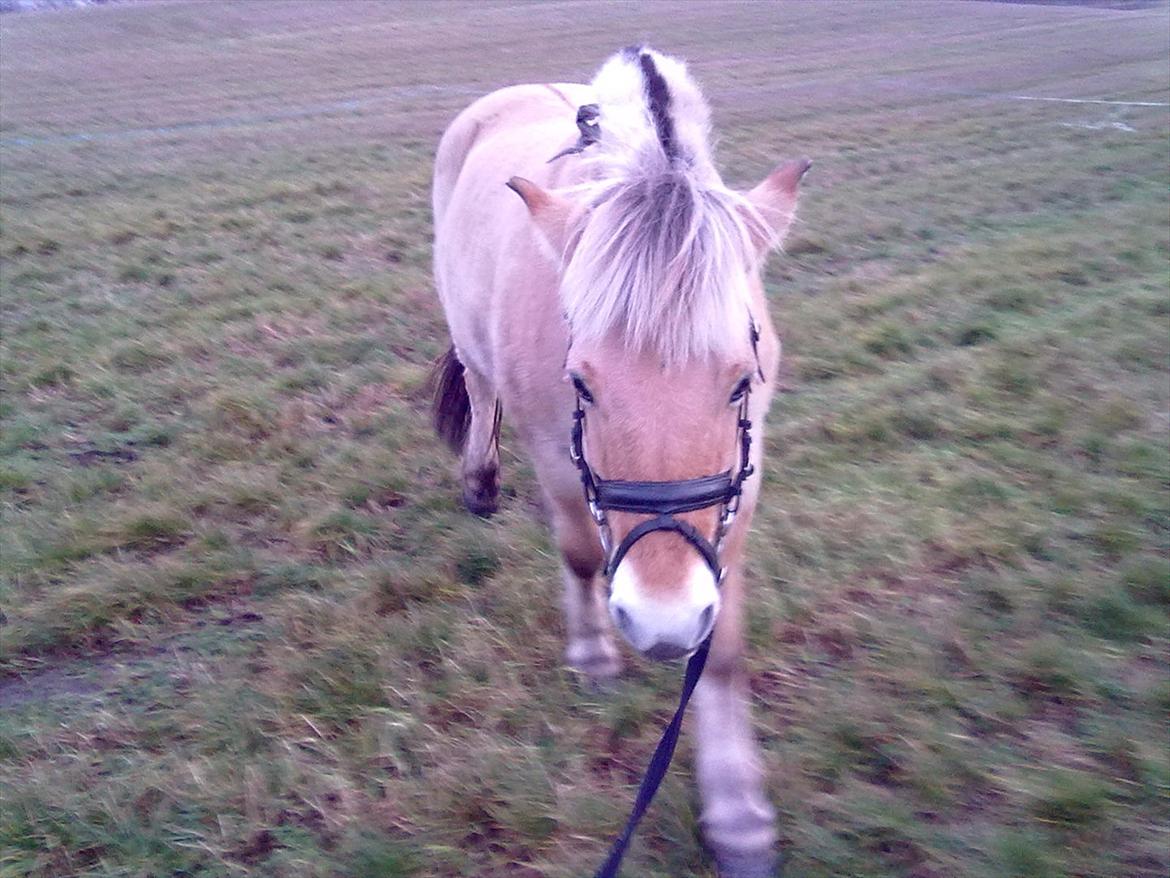 Fjordhest Lukas!<33 [SOLGT OG SAVNET :'(] - Så lille og uskyldig :P billede 11