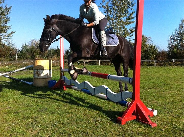 Anden særlig race maddox  billede 13