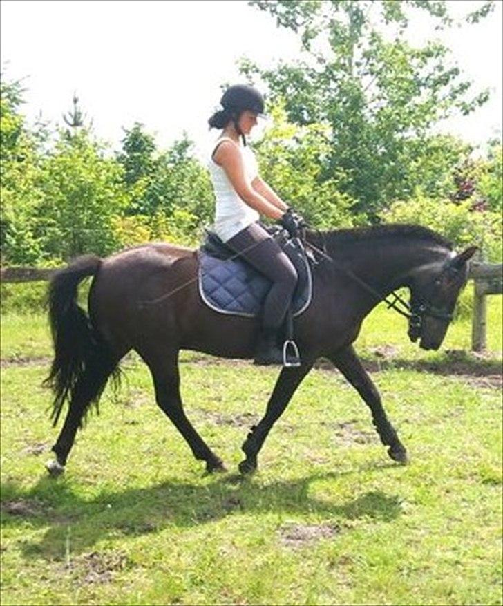 Anden særlig race maddox  billede 14