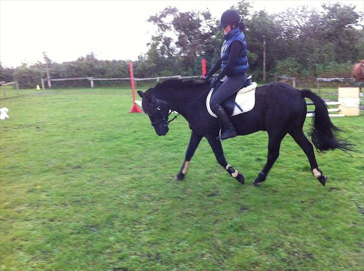 Anden særlig race maddox  billede 15