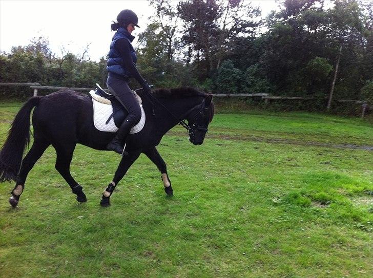 Anden særlig race maddox  billede 16