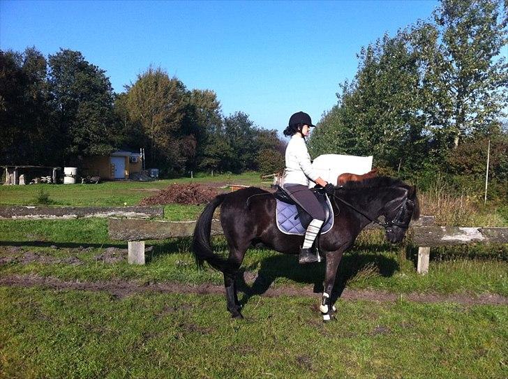 Anden særlig race maddox  billede 17