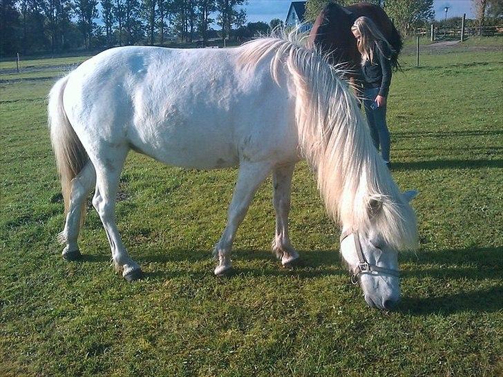 Islænder Elfa fra Katulabo - Smukke Elf på folden <3 billede 6
