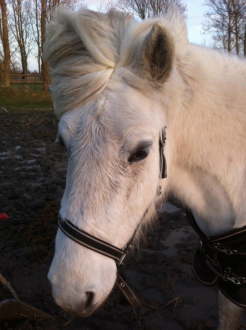 Islænder Elfa fra Katulabo billede 7