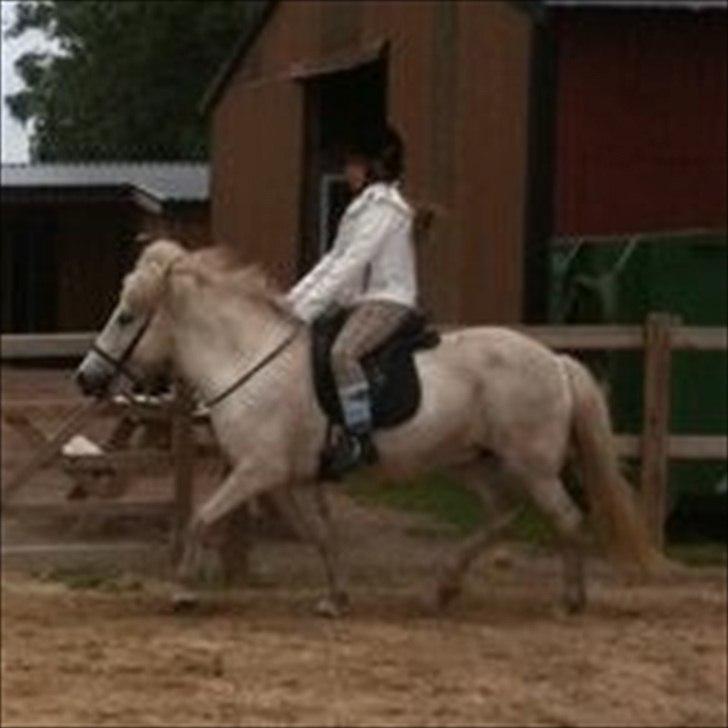 Islænder Elfa fra Katulabo - Jeg ved godt billedet ikke er i så god kvalitet, men det er den eneste ridebilled jeg har, da vi kun rider i skoven :-) billede 8